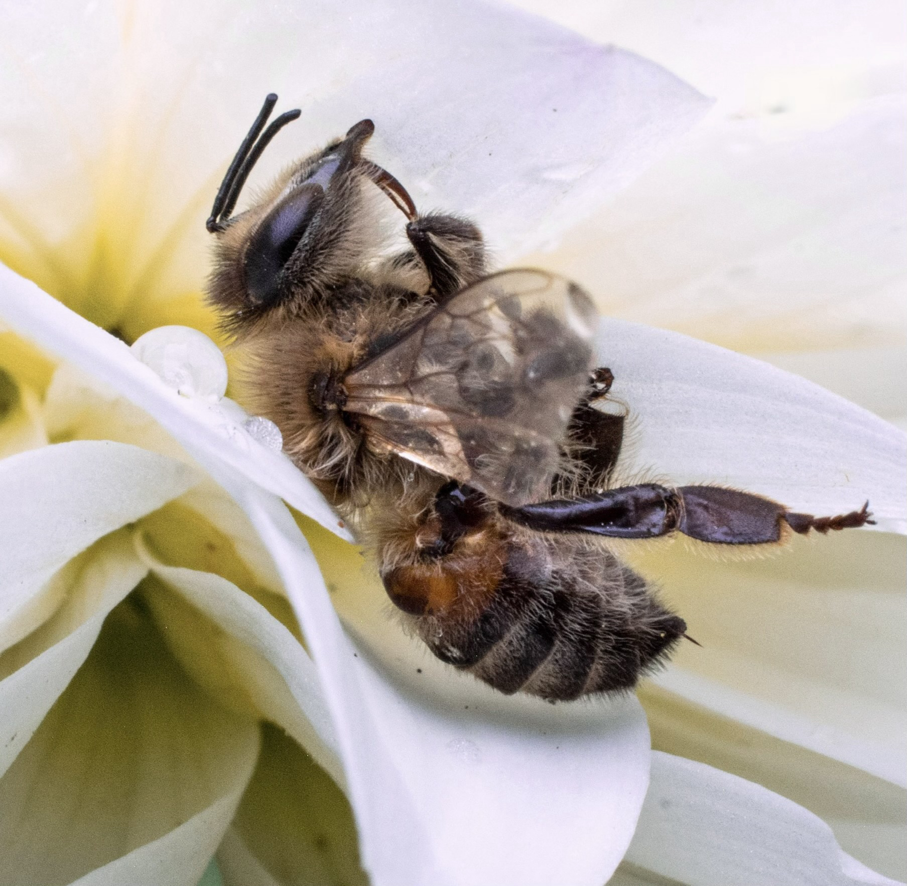 A color photograph of a bee reclining between the petals of a white dahlia with water droplets on it. 